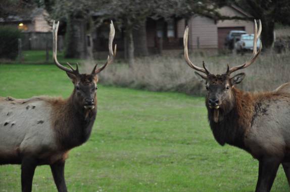 Elks machos no Redwood National Park, no norte da Califórnia, nos Estados Unidos